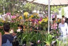 Flora and Fauna