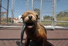 Sea Change for Santa Barbara Marine Mammal Rescues