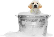 Pampered-Pooch Philanthropy