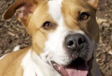 Petfinder Turns 15!
