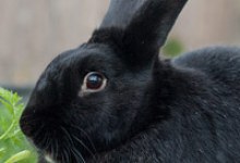 Animal Consciousness