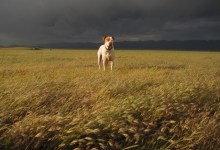 Coyote Dave’s Wilderness Wisdom