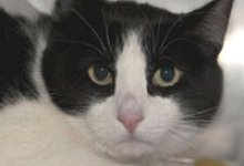 Adoptable Pet of the Week