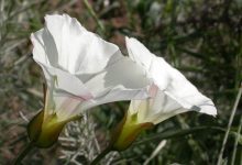 Of Rats and Regrowth