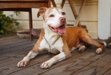 Adoptable Pet of the Week