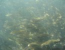 Thousands of Young Sea Bass Fill Floating Crib