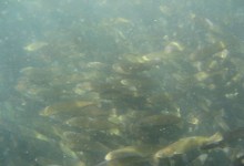 Thousands of Young Sea Bass Fill Floating Crib