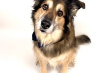 Yappy Days Pet Adoption Fair