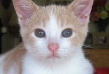 ASAP Celebrates 20 Years