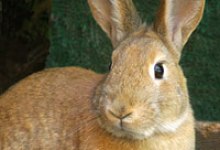 Adoptable Pet of the Week