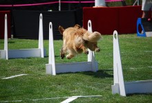 Agility Dog Show at Elings Park
