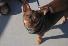 Animals: Free Chihuahua Spay and Neutering