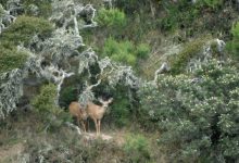 Pro Hunters Hit Santa Rosa Island