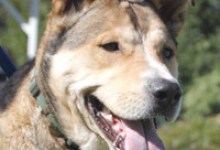 Adoptable Pet of the Week