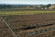 The Greening of Agriculture