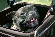 Wags ‘n’ Whiskers Fest