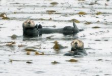 Otters No Longer Banned from Santa Barbara