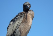 Santa Barbara Maritime Museum Historic Ship Volunteers Save Hooked Cormorant