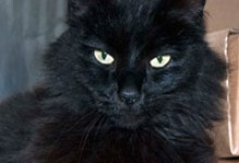 Adoptable Pet of the Week