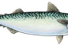 Free Fishing for All