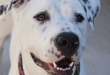 Adoptable Pet of the Week