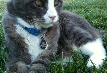 A Message from Pet Heaven