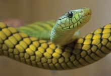 Lizards, Turtles, and Snakes … Oh My!