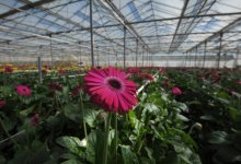 Flower Power Revival?