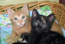 Milo and Maddie