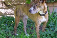 Adoptable Pet of the Week