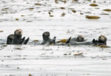 Taking Sides in Otter Showdown