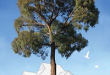 Urban Timber