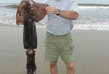 Invasion of the Squid