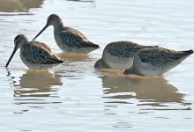 Goleta Slough Goes Tidal