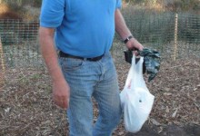 Truth About Dogs, Cats, and Rats