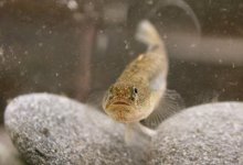 200 More Acres for Tidewater Goby