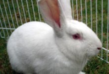 Workout with Your Dog