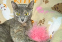 Halloween Facts and Tips