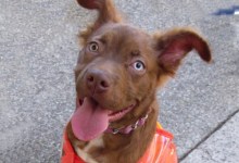 Kidnapped Canine Returned