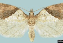 Invasive Moths Found in Goleta