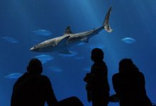 Great White Shark Dies off Goleta Coast