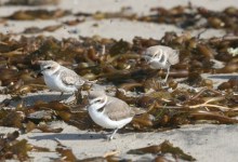 Coal Oil Point’s Plover Program 10 Years Later