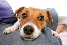 Animals: Choking Hazards