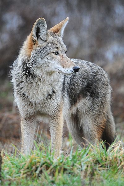 Coyotes In The Grand Canyon