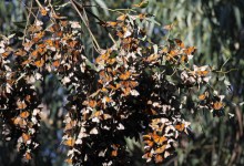 Over 40,000 Monarch Butterflies Counted at Ellwood Mesa