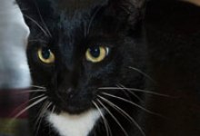 Adoptable Pet of the Week