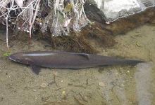 Feds Settle Dead Steelhead Lawsuit