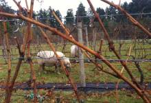 Island Terroir
