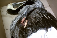 Suspicious Pelican Injuries Raise Alarm