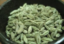 Seed Time
